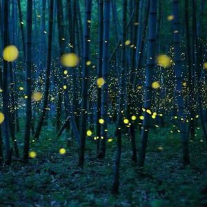 陈冠希张柏芝视频云盘
